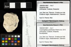 Foto (Objekt + Etiketten) von Cracensigillatus gracilirostrus (Robins et al., 2013) 